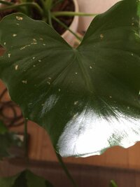 観葉植物の葉に薄茶色の斑点が出来てしまいました これは病気になってしまったの Yahoo 知恵袋