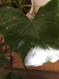 植物の葉っぱに茶色の斑点ができるのですが病気でしょうか どうしたら治るか教え Yahoo 知恵袋