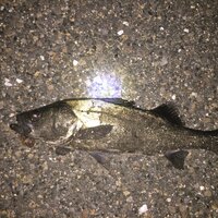 愛知県碧南市の衣浦海底トンネル碧南側ウッドデッキで釣れた魚ですが魚名が分かり Yahoo 知恵袋