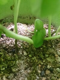 バジルに詳しい方教えてください 今自分のバジルの根本が茶色くなって Yahoo 知恵袋