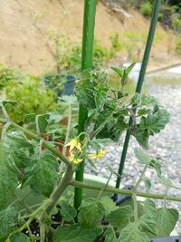 プランターに植えたミニトマトの葉っぱが縮れてきました 土は花 野菜 Yahoo 知恵袋