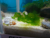 飼っているヤドカリ おそらくホンヤドカリ の為に 海で砂と海水 海 Yahoo 知恵袋