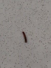 築6年目の家の外壁に最近虫がたくさん張り付いてます 画像の虫なのですが この Yahoo 知恵袋