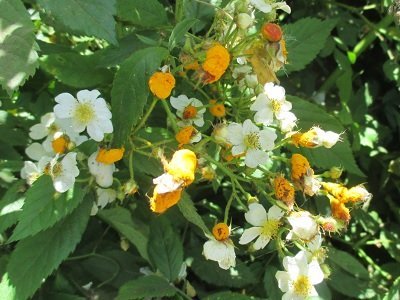 ノイバラの花に 黄色い塊 これ 何でしょう 青森県十和田市の ノイ Yahoo 知恵袋