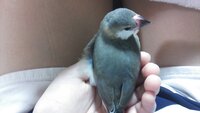 この文鳥の雛は将来ゴマ塩頭になってしまうでしょうか 先日 桜文鳥を Yahoo 知恵袋