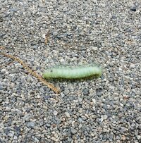 注意 毛虫の画像ありこの毛虫は何者ですか 調べてもわからなくて Yahoo 知恵袋