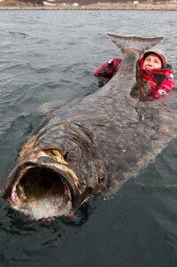 スウェーデンの釣り人erikaxner君24才が196cm100 4kg大鮃 Yahoo 知恵袋