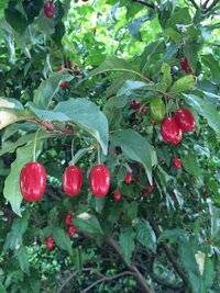 この木 赤い実 はなんでしょうか 5 6月に赤い実がなります 食べ Yahoo 知恵袋