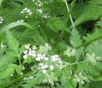 オナモミに似た草100枚知らない野の花を眺めていたら実がオナモミそっくりでし Yahoo 知恵袋