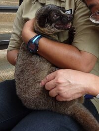 この動物は何でしょう 海外動物園で彼に触れ合いました 園の方 Yahoo 知恵袋