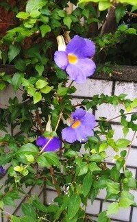 多分細い木で 青紫色のアサガオに似たこの花を咲かせる植物の名前をお Yahoo 知恵袋