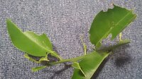 柚子の葉の虫の駆除方法を教えてください 写真のようになっています Yahoo 知恵袋