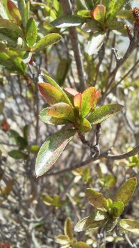 最近ツツジやサツキの葉が茶色に変色し 花のツキもよくありません 病 Yahoo 知恵袋