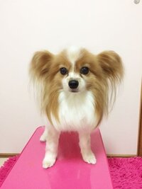 犬用のガムについて 生後３ヶ月の子犬を飼っているのですが 犬用の Yahoo 知恵袋