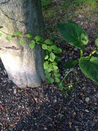 米国の知人の家の近くに生えている蔦性の植物です この写真だけで 種 Yahoo 知恵袋