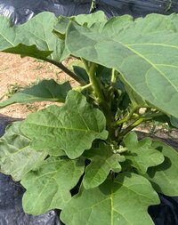 農家の人が使う種や苗はどこで買ってるのでしょうか その名の通り Yahoo 知恵袋