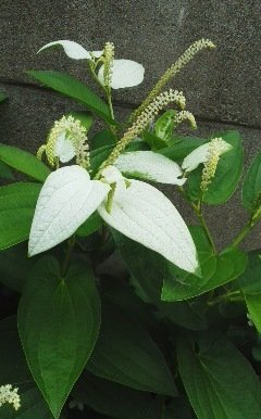 壁際の葉の一部が白いこの植物の名前をおしえてください。 - シーズン