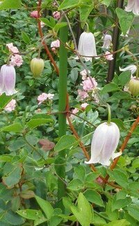 オレンジ色の小さな釣鐘状の花が咲いている植物名を教えてくださいませんか Yahoo 知恵袋