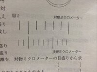 生物のしつもんです 玉ねぎの表皮細胞はほぼ長方形である 約30個の表皮細胞 Yahoo 知恵袋