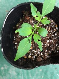 庭に植えてる黄金マサキが急に枯れだし よく見ると虫なのか病気 Yahoo 知恵袋