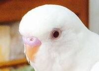 セキセイインコの鼻の中に白い物 があります これは取らなくても大丈夫なんです Yahoo 知恵袋