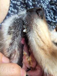 犬の歯石取りについて 6歳の去勢済み チワワを飼っております歯 Yahoo 知恵袋