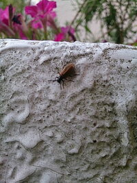 虫について質問です 画像の虫は何でしょうか 約１cmで頭は黒 体は茶色です 先日 教えて 住まいの先生 Yahoo 不動産