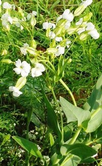 道路脇の花壇で風に揺れる白い花の植物の名前をおしえてください 背丈 Yahoo 知恵袋