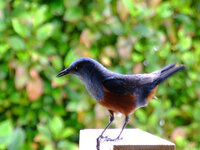 家の屋根裏に最新住み着いた野鳥です 種類わかりませんか イソ Yahoo 知恵袋