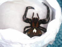 この蜘蛛の種類を教えてください 特徴は1 袋が大きい2 赤茶色3 袋の一部 Yahoo 知恵袋