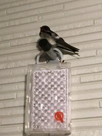 毎日夜になるとこの鳥が玄関前のこの位置にいるのですが この鳥はなんという鳥で Yahoo 知恵袋