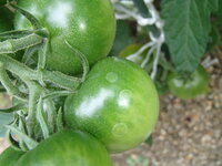 トマトの実に白い斑点ができています 今 家の小さな畑でミニトマトと Yahoo 知恵袋