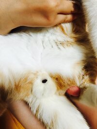 猫のおしりの穴が赤いです うんちには血はついていません 穴が赤いとい Yahoo 知恵袋