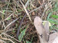 庭に蛇が出ました

今日の朝庭に写真のような黒い蛇が出たのですが、これ何蛇なんでしょうか？
シマヘビの黒化型とかなんですかね？

写真見辛くて申し訳ありません。 