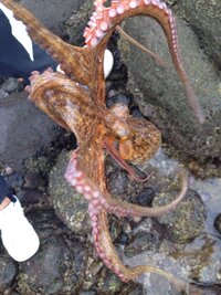 釣ったタコをそのまま冷凍すると 解凍して調理するときに 塩もみでヌメリを Yahoo 知恵袋