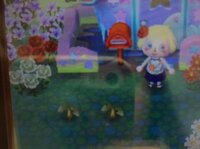 とびだせどうぶつの森inハイビスカス 今回はハイビスカスについての質問で Yahoo 知恵袋