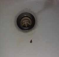 ゴキブリについてほぼ毎日といっていいほどクロゴキブリの幼虫が出てきてものすごく困 教えて 住まいの先生 Yahoo 不動産
