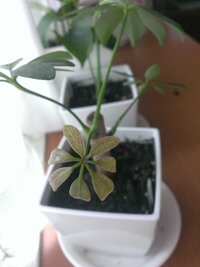 カポックの黒点について新芽に黒い斑点があるのですが これは病気でしょうか Yahoo 知恵袋