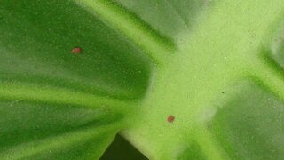観葉植物 モンステラ に付く虫について いつも気になるこの虫 殻 Yahoo 知恵袋