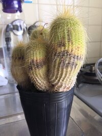 サボテン金晃丸について質問です 今朝我が家にいる金晃丸を見ると 画像の Yahoo 知恵袋