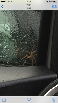 この蜘蛛はなんという種類の蜘蛛なのでしょうか 車の中に入ったかもしれないので Yahoo 知恵袋