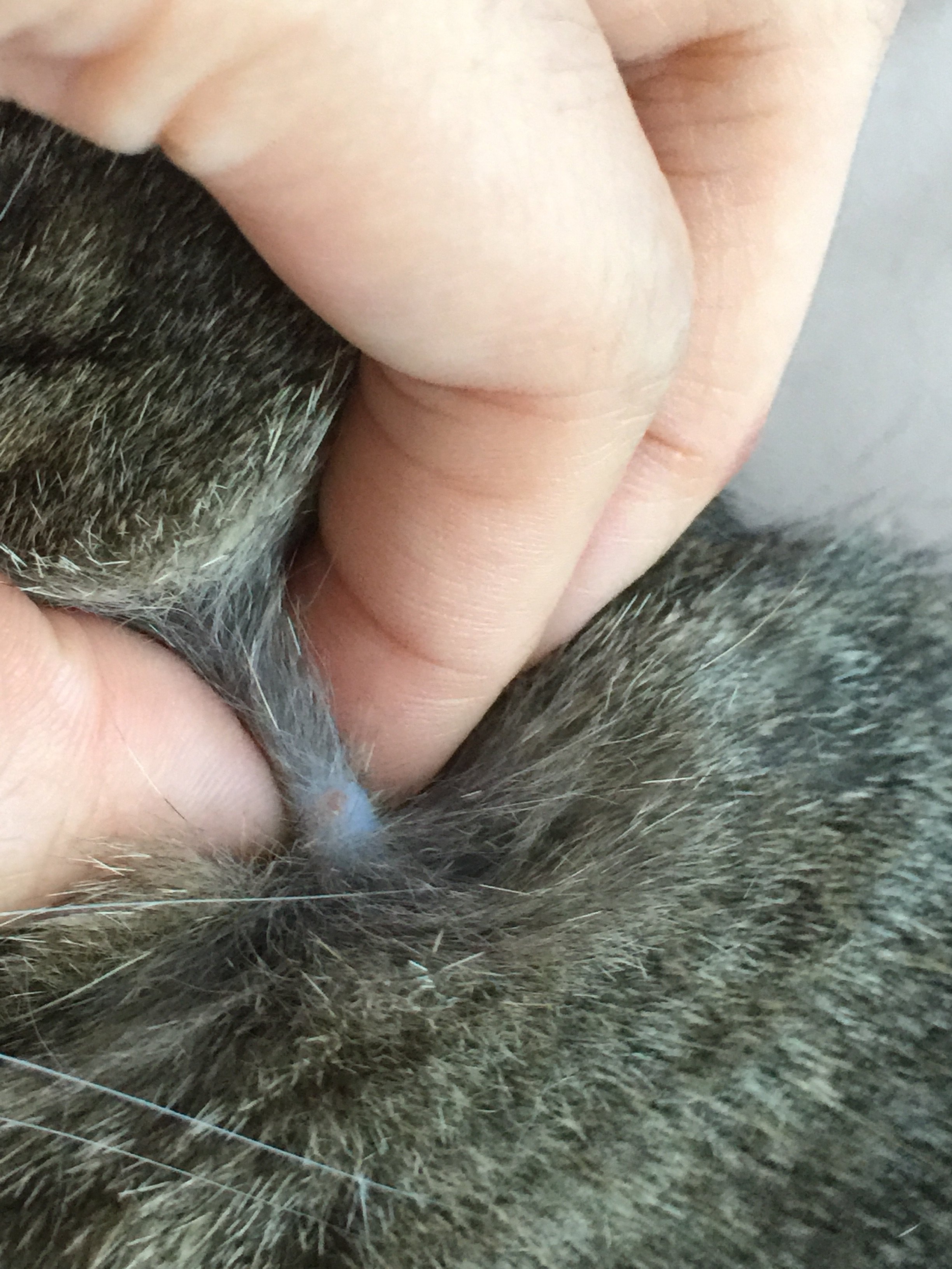 飼い猫の首元に1ミリ位の出来物を見つけました。しこりというよりは人 