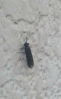 この虫はなんて種類ですか ゴキブリ 黒いボディに白い線が背中に二本 Yahoo 知恵袋