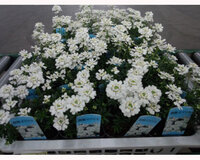 このイベリスは多年草ですか 一年草ですか 挿し木に強いですか Yahoo 知恵袋