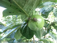 柿の消毒薬で最も効果的な薬剤を教えて下さい 毎年夏頃になると小さ Yahoo 知恵袋