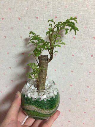 コメリというホームセンターで観葉植物 を買いました その際に植物の Yahoo 知恵袋