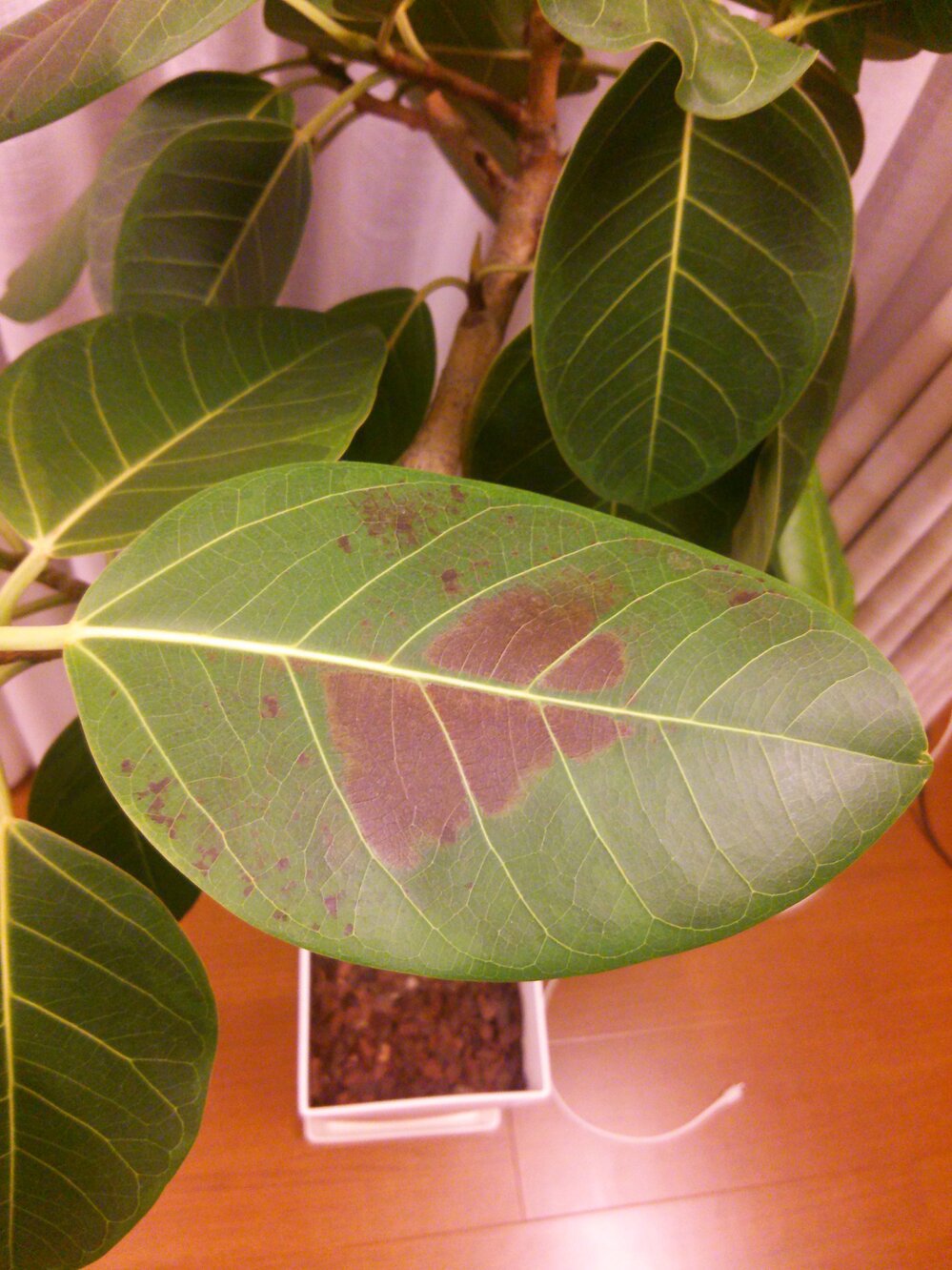 ゴムの木の病気 家の中に置いているゴムの木の葉が写真のように赤褐色になって Yahoo 知恵袋