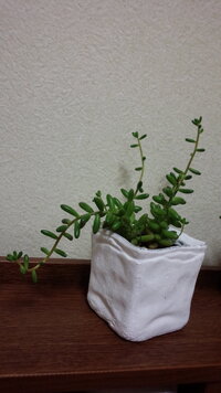 本当に無知ですみません いただいた多肉植物がぐんぐん伸びているの Yahoo 知恵袋