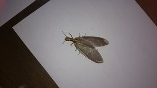 カブトムシ探してたら こんなキモい虫見つけました 何かわかるかたいらっしゃい Yahoo 知恵袋