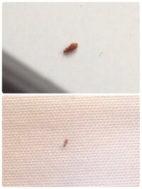 茶色い 1ｍｍくらいの小さな虫について 最近テーブル 畳のある部屋 の上に小 Yahoo 知恵袋